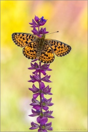 Sumpfwiesen-Perlmuttfalter (Boloria selene) 21