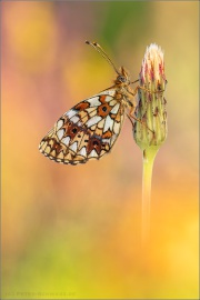 Sumpfwiesen-Perlmuttfalter (Boloria selene) 18