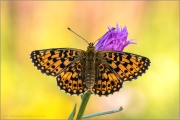 Sumpfwiesen-Perlmuttfalter (Boloria selene) 16