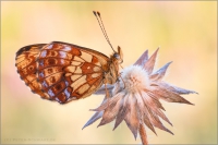 Alpen-Perlmutterfalter (Boloria thore) 03