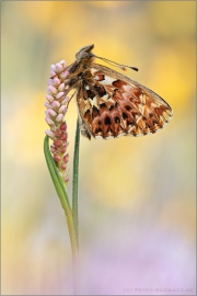 Natterwurz-Perlmutterfalter 05 (Boloria titania)