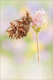 Natterwurz-Perlmutterfalter (Boloria titania) 03