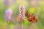 Natterwurz-Perlmutterfalter (Boloria titania) 30