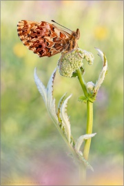 Natterwurz-Perlmutterfalter (Boloria titania) 28