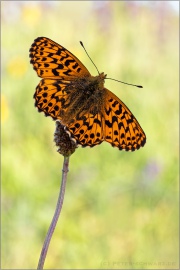 Natterwurz-Perlmutterfalter (Boloria titania) 32