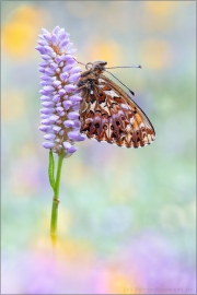 Natterwurz-Perlmutterfalter 08 (Boloria titania)