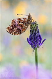 Natterwurz-Perlmutterfalter 07 (Boloria titania)