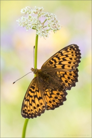 Natterwurz-Perlmutterfalter 04 (Boloria titania)