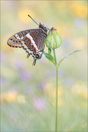 Erdbeerbaumfalter (Charaxes jasius) 02