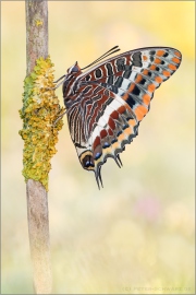 Erdbeerbaumfalter (Charaxes jasius) 03