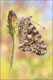 Distelfalter (Vanessa cardui) 18