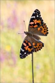 Distelfalter (Vanessa cardui) 17