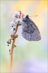 Graubrauner Mohrenfalter 01 (Erebia pandrose)