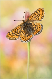 Goldener Scheckenfalter 13 (Euphydryas aurinia)