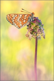 Goldener Scheckenfalter (Euphydryas aurinia) 32