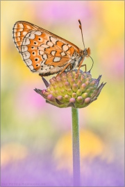 Goldener Scheckenfalter (Euphydryas aurinia) 29