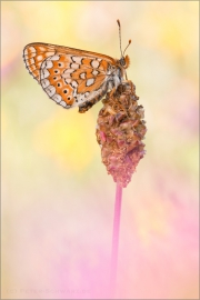 Goldener Scheckenfalter 11 (Euphydryas aurinia)