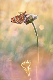 Goldener Scheckenfalter (Euphydryas aurinia beckeri) 25