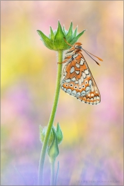 Goldener Scheckenfalter (Euphydryas aurinia) 24