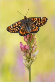 Goldener Scheckenfalter (Euphydryas aurinia) 23