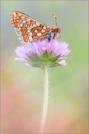 Goldener Scheckenfalter (Euphydryas aurinia beckeri) 31