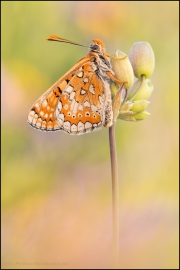 Goldener Scheckenfalter (Euphydryas aurinia beckeri) 33