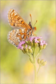 Goldener Scheckenfalter (Euphydryas aurinia beckeri) 27