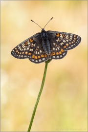 Alpiner Skabiosenscheckenfalter (Euphydryas aurinia debilis) 05