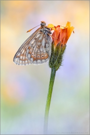 Alpiner Skabiosenscheckenfalter (Euphydryas aurinia debilis) 03