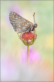 Alpiner Skabiosenscheckenfalter (Euphydryas aurinia debilis) 10