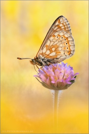 Alpiner Skabiosenscheckenfalter (Euphydryas aurinia debilis) 15