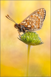 Alpiner Skabiosenscheckenfalter (Euphydryas aurinia debilis) 14