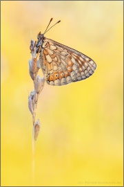 Alpiner Skabiosenscheckenfalter (Euphydryas aurinia debilis) 08