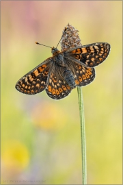 Goldener Scheckenfalter (Euphydryas aurinia beckeri) 26