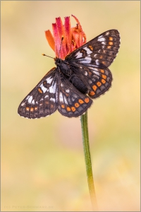 Veilchen-Scheckenfalter (Euphydryas cynthia) 02