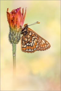 Veilchen-Scheckenfalter (Euphydryas cynthia) 01