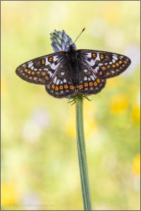 Veilchen-Scheckenfalter (Euphydryas cynthia) 07