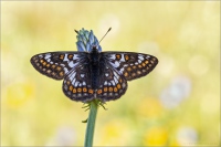 Veilchen-Scheckenfalter (Euphydryas cynthia) 04