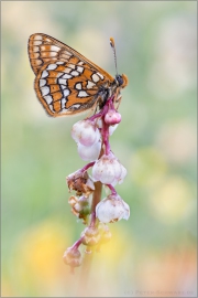 Veilchen-Scheckenfalter (Euphydryas cynthia) 05