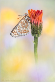 Alpiner Skabiosenscheckenfalter (Euphydryas aurinia debilis) 11