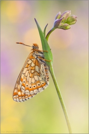 Spanischer Scheckenfalter (Euphydryas desfontainii) 01