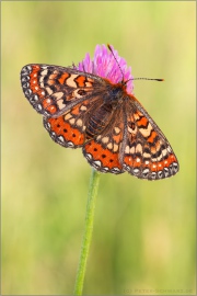 Spanischer Scheckenfalter (Euphydryas desfontainii) 02