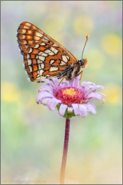 Alpen-Maivogel (Euphydryas intermedia) 04