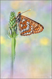 Alpen-Maivogel (Euphydryas intermedia) 08