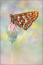 Alpen-Maivogel (Euphydryas intermedia) 05