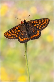 Alpen-Maivogel (Euphydryas intermedia) 03