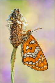 Maivogel (Euphydryas maturna) 05