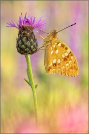 Feuriger Perlmuttfalter (Fabriciana adippe) 24