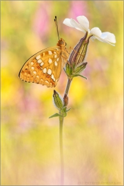 Feuriger Perlmuttfalter (Fabriciana adippe) 15