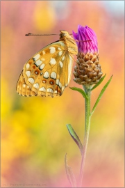 Feuriger Perlmuttfalter (Fabriciana adippe) 19